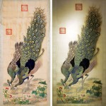 Peacocks